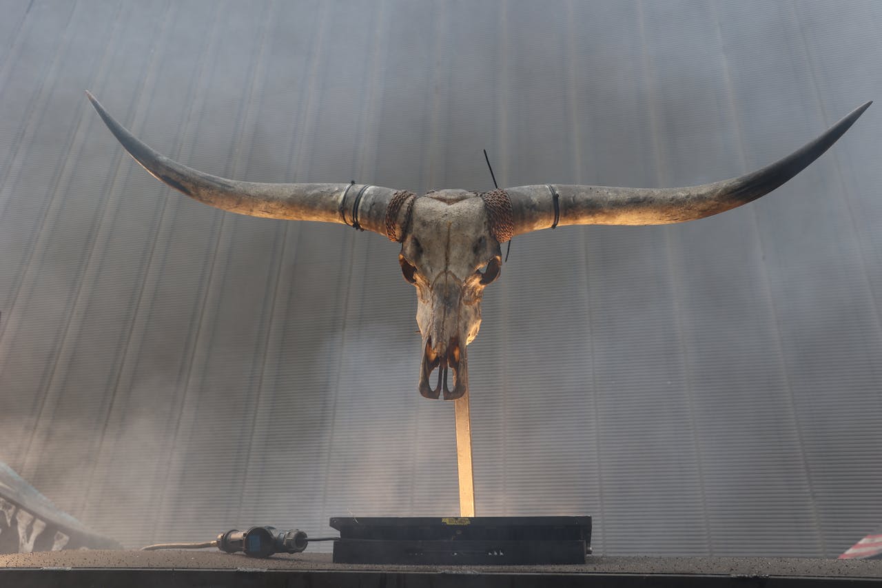 A striking longhorn skull on display, exuding a sense of symmetry and totemic symbolism.